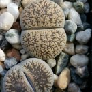 1 Bareroot - Lithops Living Stone Plant Real Cactus #PLTD8
