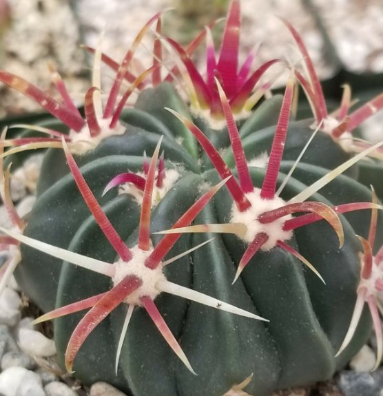 1 Live Plant - Ferocactus latispinus Devil's Tongue Cactus Cacti potted #PLTD8