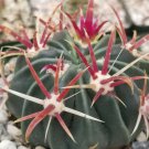 1 Live Plant - Ferocactus latispinus Devil's Tongue Cactus Cacti potted #PLTD8