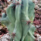 1 Live Plant - Cereus Peruvianus monstrose large Cactus Cacti Potted #PLTD8