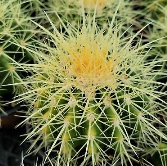 1 Bareroot - Echinocactus Grusonii Real Cactus Cacti Potted #PLTD8