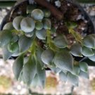 1 Live Plant - Senecio Citriformis Cactus Cacti Potted #PLTD8
