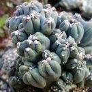1 live Plant - Cereus forbesii monstrose Ming Thing Cactus Cacti Potted #PLTD8