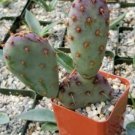 1 Live PLant - Opuntia Santa Rita Cactus Cacti Potted #PLTD8