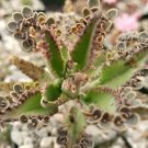 1 Live PLant- Kalanchoe houghtonii Cactus Cacti Potted #PLTD8