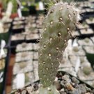 1 Live PLant - Opuntia fulgida boxing glove cactus Cactus Potted #PLTD8