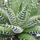 1 Live Plant - Haworthia fasciata Zebra Plant Cactus Cacti Potted #PLTD8