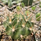 1 Live Plant - Lobivia Longispina Cactus Cacti Potted #PLTD8