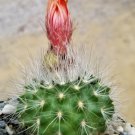 1 Bareroot - Parodia penicillata Real Cactus #PLTD8