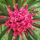Tasmanian Waratah Telopea truncata Seeds, Fast Growing Native Frost Tolerant 10 pcs