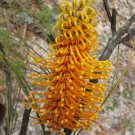 5 Orange Flame Grevillea Seeds, Grevillea excelsior Flower Plant