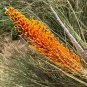 5 Orange Flame Grevillea Seeds, Grevillea excelsior Flower Plant