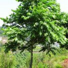 30 Toona ciliata, Australian Red Cedar Tree seeds