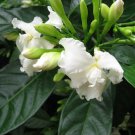 20 Tabernaemontana divaricata Crepe Jasmine Seeds Flower Garden Plant
