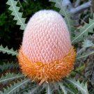 Banksia Victoriae Woolly Orange Banksia seeds, 5  pcs