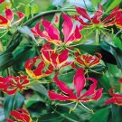 5 Exotic Colour Flame Lily Seeds Plant Flower Tree AUUN
