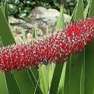 10 Callistemon xeronema, Poor Knights Lily Flower Seeds Plant Tree AUUN6TR