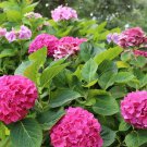 5 Beautiful Pink Hydrangea, Hortensia Flower Seeds Plant Tree AUUN6TR