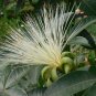 30 Pachira glabra Malabar Chestnut, Money tree Seeds Plant AUUN6TR