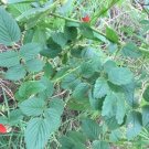 30 Rubus probus Raspberry - Atherton, Wild Native Raspberry Seeds Plant Tree AUUN6TR