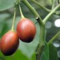 30 Solanum betaceum Red Tamarillo, Tree Tomato seeds plant, ship from AUS AUUN6TR