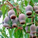 50 Eucalyptus calophylla Corymbia syn Marri Tree Tomato seeds plant AUUN6TR