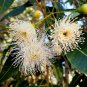 50 Eucalyptus calophylla Corymbia syn Marri Tree Tomato seeds plant AUUN6TR