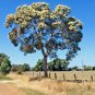 50 Eucalyptus calophylla Corymbia syn Marri Tree Tomato seeds plant AUUN6TR