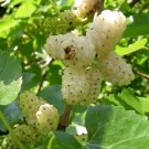 30 Seeds White Mulberry Morus Alaba For Your Garden