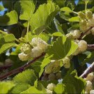 30 Seeds - White Mulberry Seeds - For Your Garden