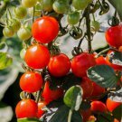 50 Seeds Tomato Money Maker For Your Garden Fruit