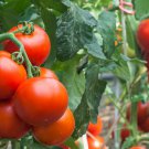 Tomato Money Maker Seeds - Great For Your Home Garden - 50 Seeds