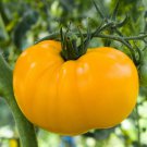 Tomato Seeds Jubilee Yellow Seeds - Great For Your Home Garden - 15 Seeds