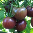 Tomato 'Black Cherry' Seeds - Great For Your Home Garden - 10 Seeds