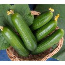 Cucumber Muncher Burpless Seeds - Great For Your Home Garden - 15 Seeds
