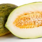 Rockmelon Piel de Sapo Seeds - Great For Your Home Garden - 10 Seeds
