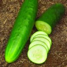 Cucumber Straight Eight Seeds - Great For Your Home Garden - 15 Seeds