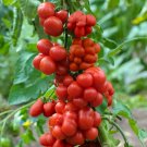 Tomato Reisetomate Seeds - Great For Your Home Garden - 15 Seeds