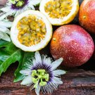 Passionfruit Panama Red Seeds - Great For Your Home Garden - 10 Seeds