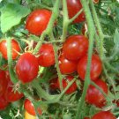 TOMATO Principe Borghese Seeds - Great For Your Home Garden - 15 Seeds