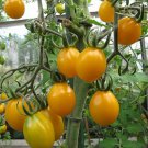 Tomato Tomee Toe Yellow Seeds - Great For Your Home Garden - 15 Seeds