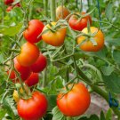 Tomato Stupice Seeds - Great For Your Home Garden - 10 Seeds Spring Summer Cold Tolerant