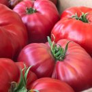Tomato Brandywine Red Seeds - Great For Your Home Garden - 10 Seeds Vegetable Fruit