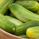 Cucumber Muncher Burpless Seeds - Great For Your Home Garden - 10 Seeds Vegetable Fruit