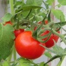 Tomato Garden Delight Seeds - Great For Your Home Garden - 15 Seeds Red Cherry Tomatoes