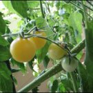 Cherry Tomato Ice Seeds - Great For Your Home Garden - 10 Seeds White Yellow Tomato