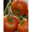 Tomato Burnley Bounty Seeds - Great For Your Home Garden - 10 Seeds Vegetable Fruit