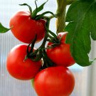 Tomato Tropic Seeds - Great For Your Home Garden - 10 Seeds Vegetable Fruit