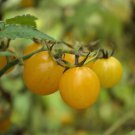 Cherry Tomato Yellow Currant Seeds - Great For Your Home Garden - 10 Seeds Vegetable Fruit