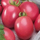 Thai Pink Egg Cherry Seeds - Great For Your Home Garden - 50 Seeds Vegetable Fruit